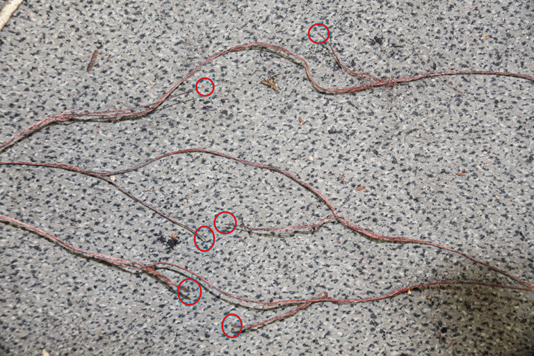 Bild 14 / Korrespondierend zwischen allen drei Leitern der Netzanschlussleitung des Kühlschranks hat sich im freien Leitungsverlauf ein „Kurzschluss“ ausgebildet (rote Markierungen).